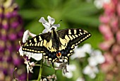 ENGLISH SWALLOWTAIL BUTTERFLY FEEDING ON SUMMER FLOWERS