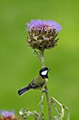 GREAT TIT PARUS MAJOR PERCHED ON A CYNARA CARDUNCULUS