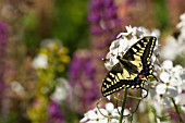 ENGLISH SWALLOWTAIL BUTTERFLY FEEDING ON SUMMER FLOWERS