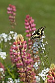 ENGLISH SWALLOWTAIL BUTTERFLY FEEDING ON SUMMER FLOWERS