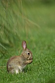 RABBIT IN A GARDEN