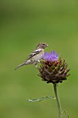 CHAFFINCH FEEDING ON A CYNARA CARDUNCULUS