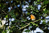 ROBIN IN A HOLLY TREE