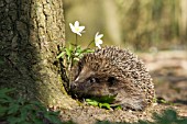 HEDGEHOG WITH ANEMONE