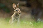 RABBIT ON A GARDEN LAWN