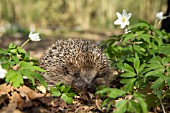 HEDGEHOG ERINACEUS EUROPAEUS