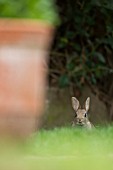 RABBIT IN A GARDEN