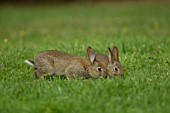 RABBITS FEEDING ON A GARDEN LAWN