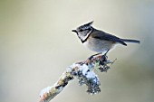 CRESTED TIT LOPHOPHANES CRISTATUS PERCHED ON A PINE TREE BRANCH