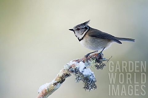 CRESTED_TIT_LOPHOPHANES_CRISTATUS_PERCHED_ON_A_PINE_TREE_BRANCH