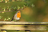 ROBIN SINGING ON GARDEN FENCE