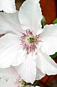 CLEMATIS PINK FANTASY