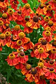 HELENIUM MOERHEIM BEAUTY