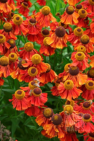 HELENIUM_MOERHEIM_BEAUTY