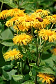 INULA