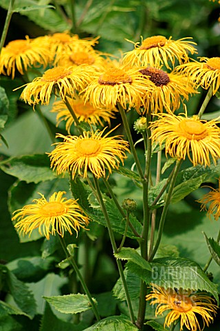 INULA