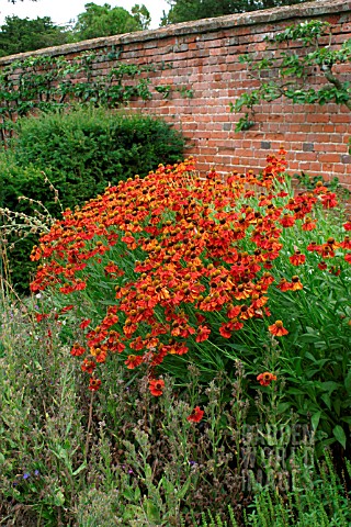 HELENIUM_MOERHEIM_BEAUTY