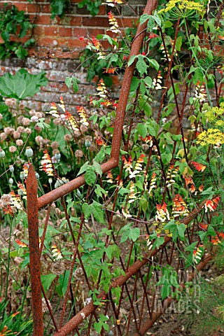 IPOMOEA_LOBATA