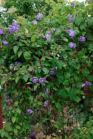 CLEMATIS_PERLE_DAZUR