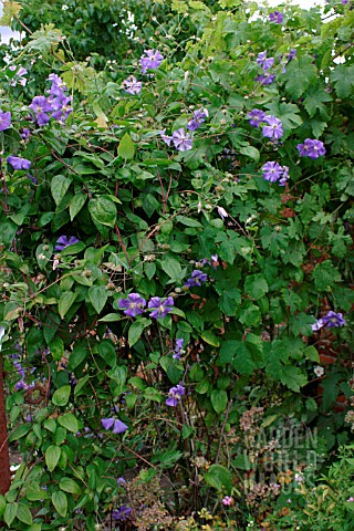 CLEMATIS_PERLE_DAZUR