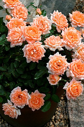 ROSA_FLOWER_POWER