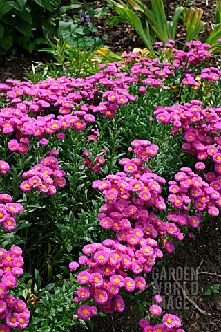 ERIGERON_FOERSTERS_LIEBLING