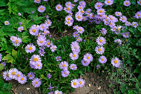 ASTER_TONGOLENSIS_WARTBURGSTERN