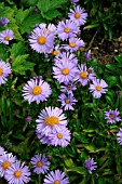 ASTER TONGOLENSIS WARTBURGSTERN