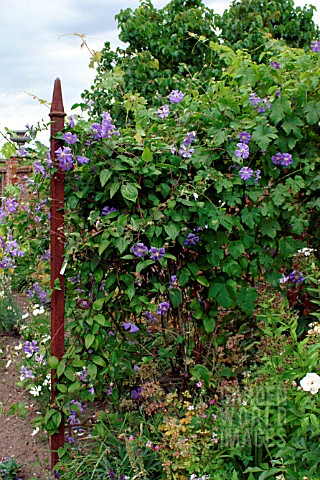 CLEMATIS_PERLE_DAZUR