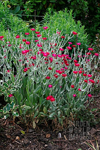 LYCHNIS_CORONARIA