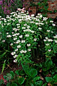 MONARDA FISHES