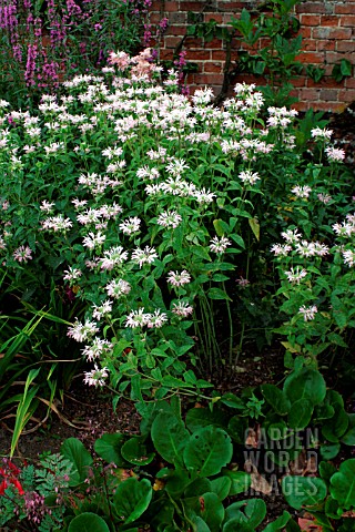 MONARDA_FISHES