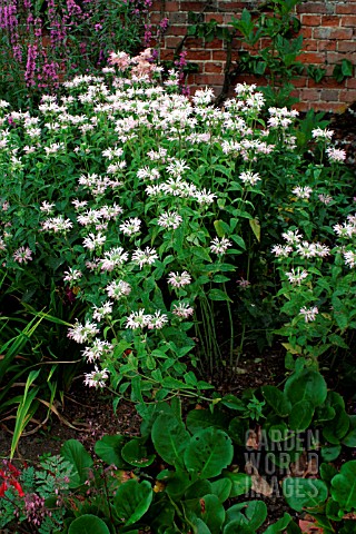 MONARDA_FISHES