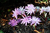 COLCHICUM WATERLILY