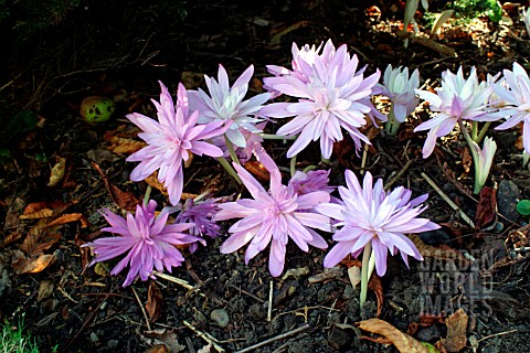 COLCHICUM_WATERLILY