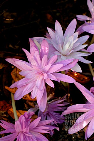 COLCHICUM_WATERLILY