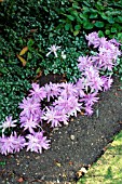 COLCHICUM WATERLILY