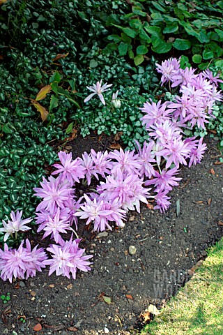 COLCHICUM_WATERLILY