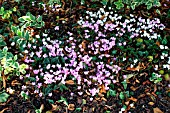 CYCLAMEN HEDERIFOLIUM