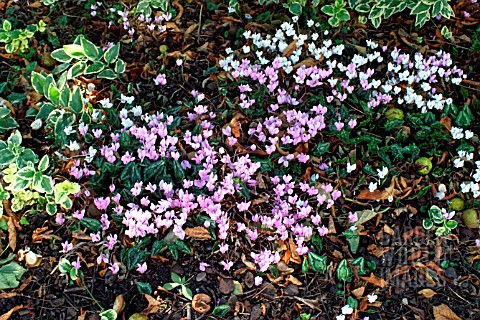 CYCLAMEN_HEDERIFOLIUM