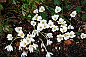 COLCHICUM SPECIOSUM ALBUM