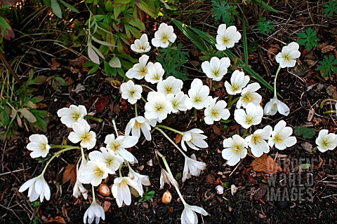 COLCHICUM_SPECIOSUM_ALBUM