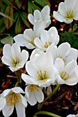 COLCHICUM SPECIOSUM ALBUM