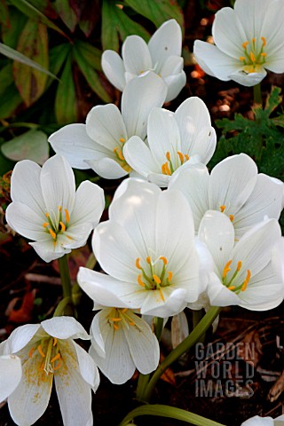 COLCHICUM_SPECIOSUM_ALBUM