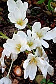 COLCHICUM SPECIOSUM ALBUM