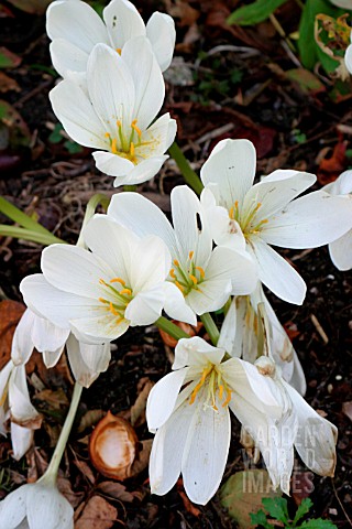 COLCHICUM_SPECIOSUM_ALBUM