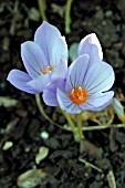 CROCUS PULCHELLUS