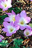 COLCHICUM ROSY DAWN