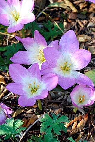 COLCHICUM_ROSY_DAWN