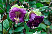 COBAEA SCANDENS. CUP AND SAUCER PLANT.